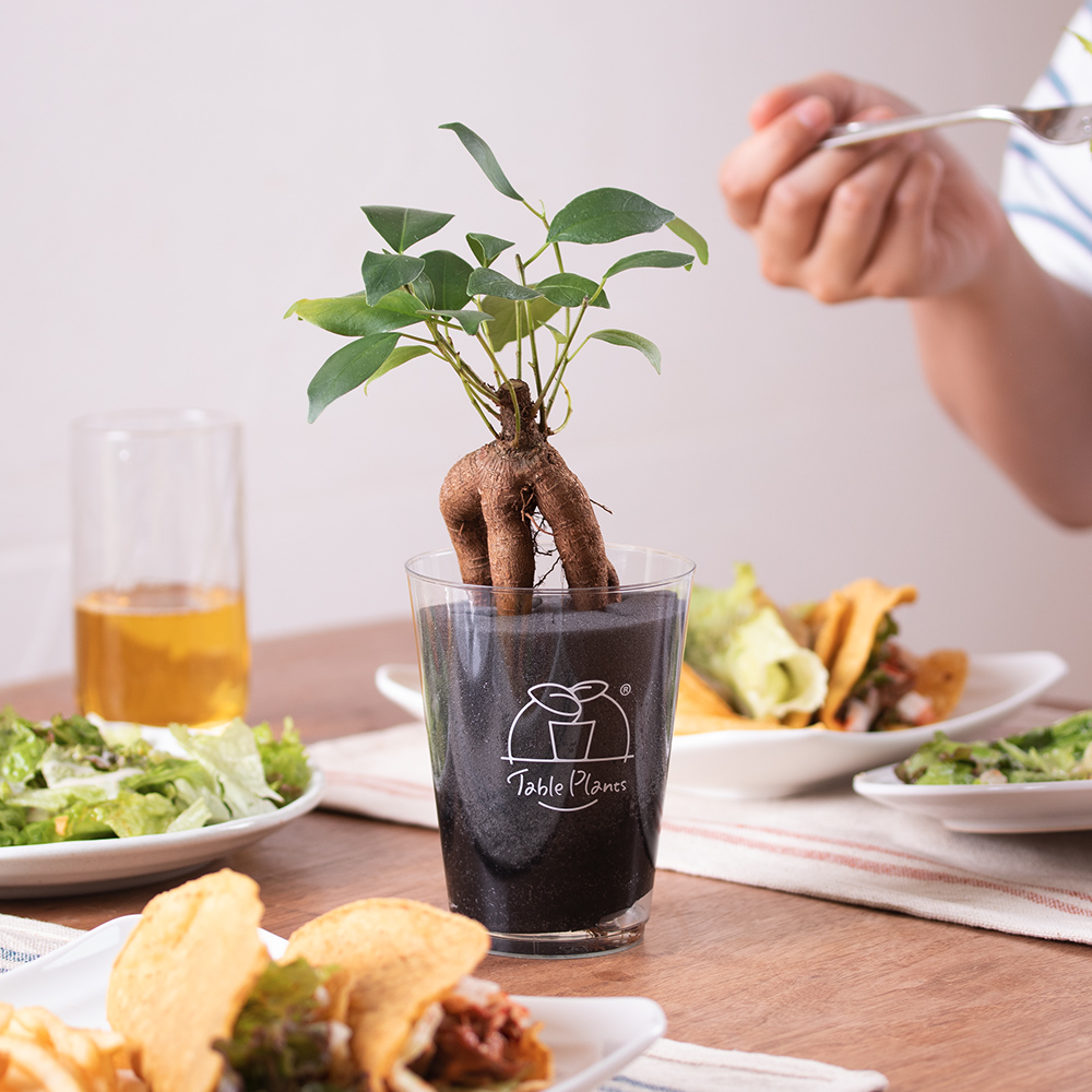 Table Plants（テーブルプランツ）